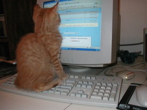 computing kitty